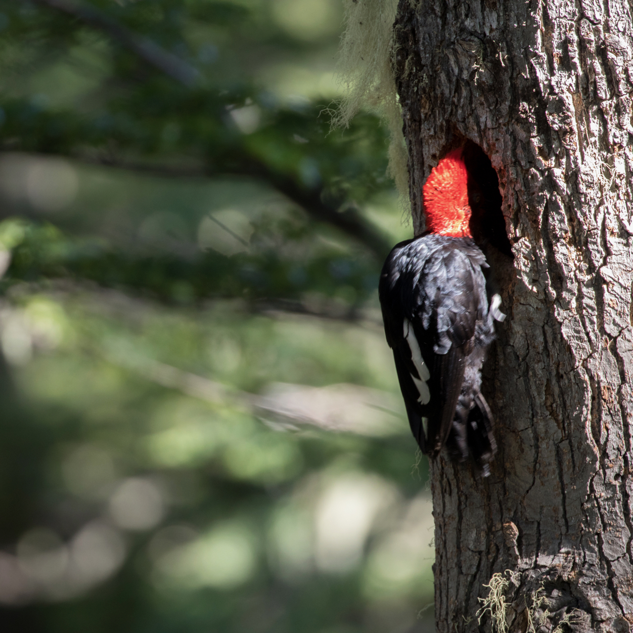 Magellanic woodpecker